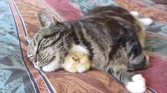 Chick Sleeps Under Cats Chin. So cute