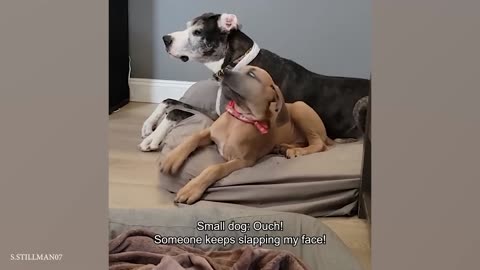 Funny Great Danes will make you LAUGH more than you imagine