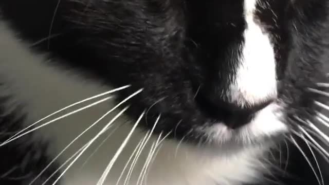 Black cat giving massage to owner