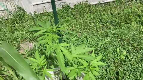 Pure trump victory garden August 29, 2021 ☀️ Sunday