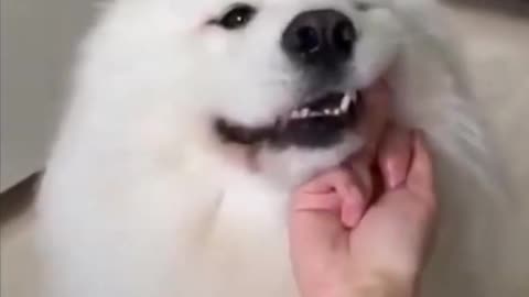 Funny Dog Videos ,Funny Dog Videos #9 #Shorts