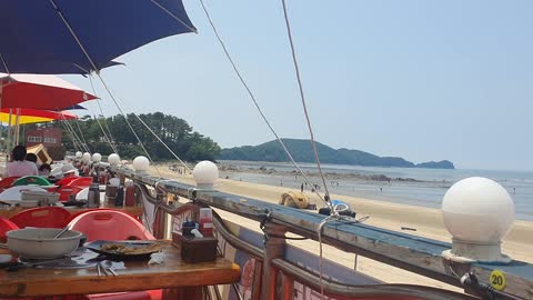 South Korean seagull