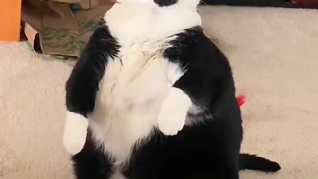 Cute little animals, so happy, cure your unhappiness