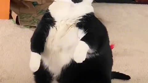 Cute little animals, so happy, cure your unhappiness
