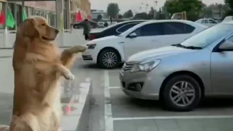 Dogs 🐩 car 🚘 parking