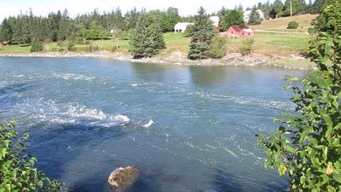 Tide flow from under road bridge in Deer Isle, Maine September, 2018