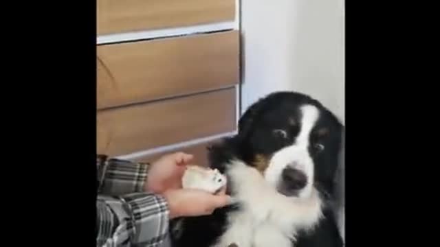 funny dog scared to a hamster