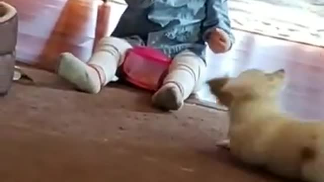 Little girl dog funny video cute video