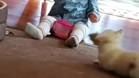 Little girl dog funny video cute video