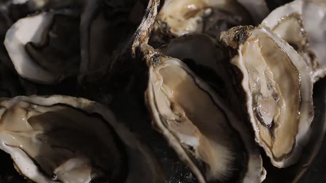 oysters placed on ice tray