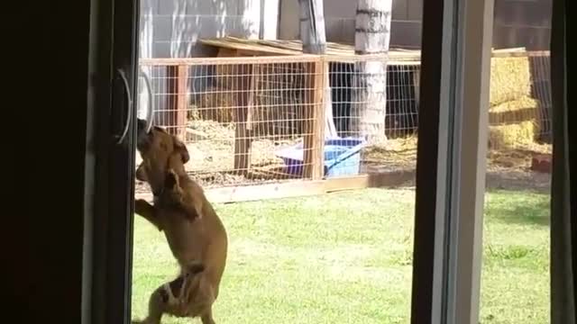 Tiny Dog Is Determined To Open Sliding Door