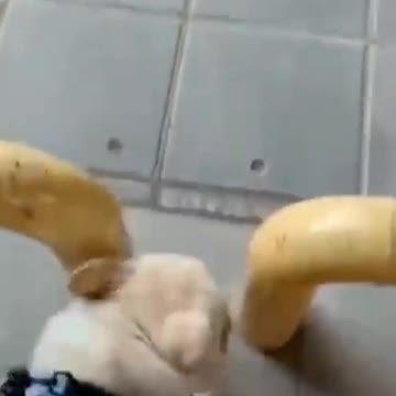 Poor Dog Got Stuck | Funny Pets | Pets At Home