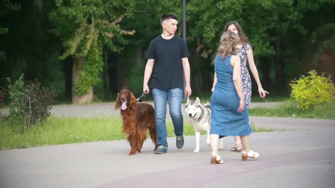 Man and woman - family couple with pets dogs walking in park - irish setter and husky