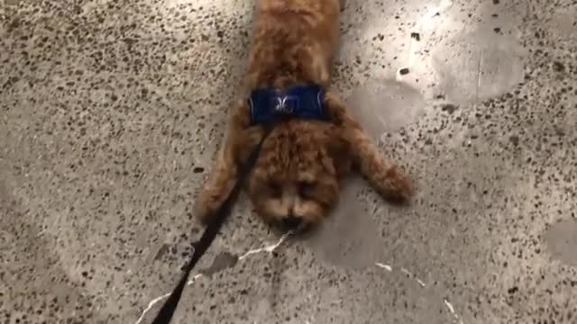 Lazy dog gets dragged across floor on leash