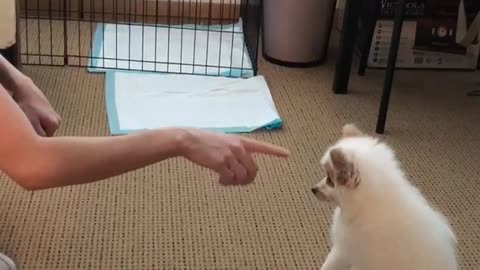 White puppy rolls over on brown carpet