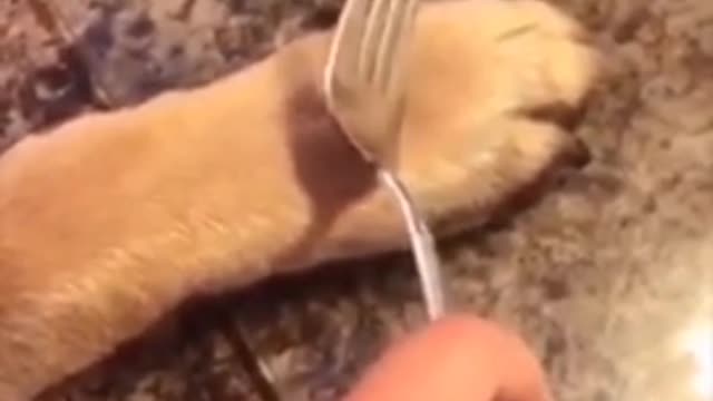 🤣Funny_Dog_Videos_2020🤣_🐶_It's_time_to_LAUGH_with_Dog's_life(360p)