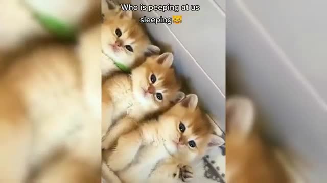 Funny Cats 2021☺ Cute Cat and Kitten Videos Compilation 🐱