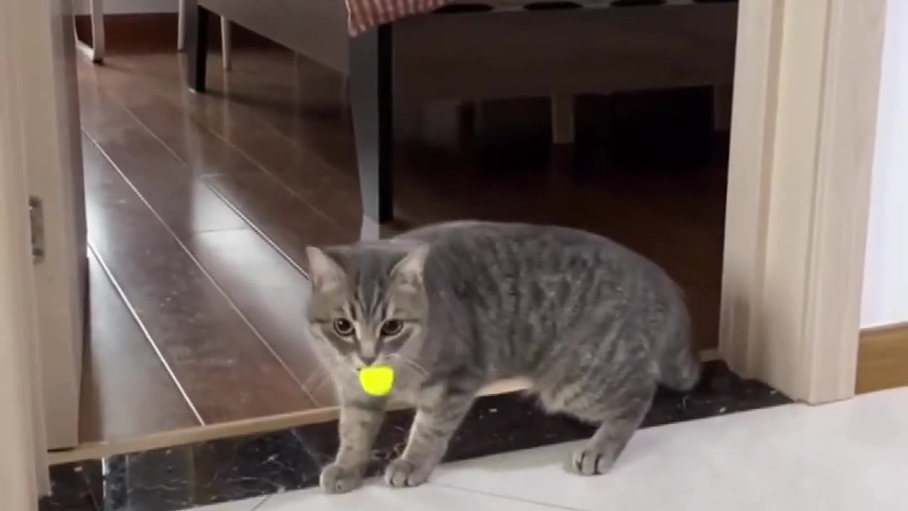 2024WOW, Such A Smart Cats To Smart Cats Shorts Videos part 210πΊππ