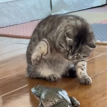 Frog turns out to be smart