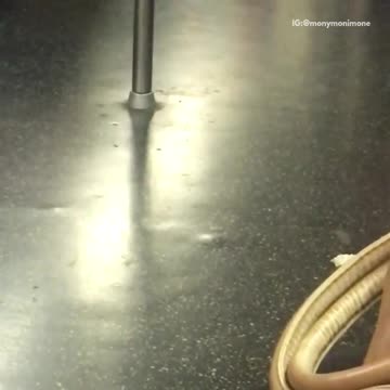 Pigeon on subway train