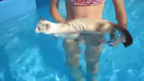 How to teach a cat to swim until it's addicted