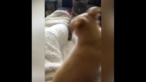 Dog vs cat