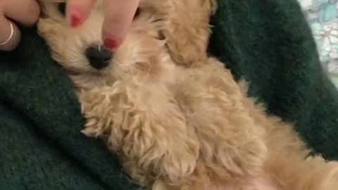 Cute baby poodle puppy