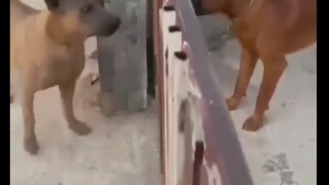 Funny dog video