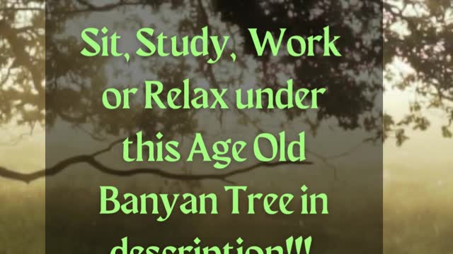 The Magically Forest Ambience for Relaxation, Study & Sleep - Under the Banyan Tree