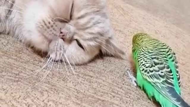 Pesky Parrot Won't Let Cat Best Friend Take A Nap