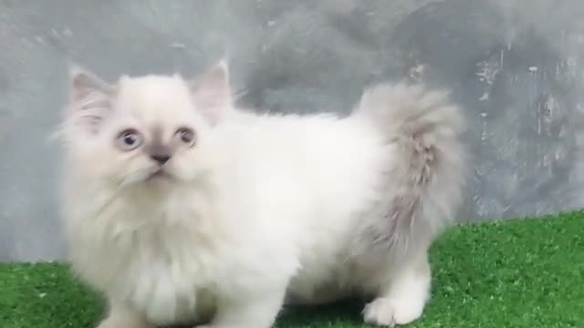 kitten himalaya cute