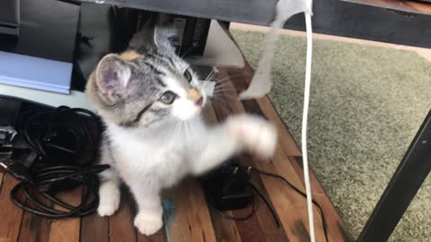A very cute and fun cat