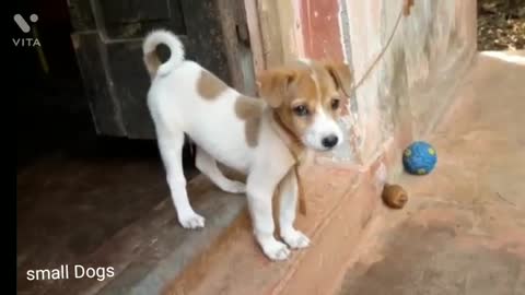 Small Dogs 😹 cute video 🤩🤩