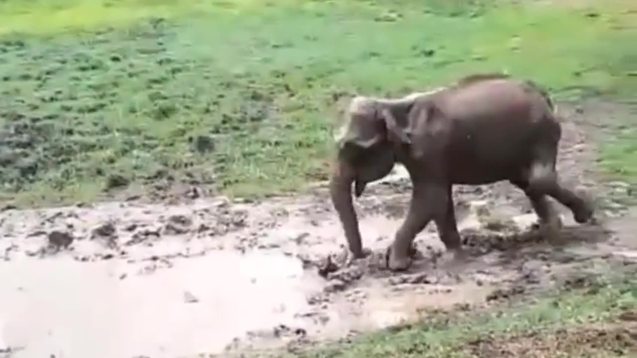 Wildlife in closer view with a natural perspective.