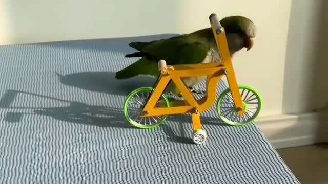 This is unbelievable 😲😲😲 A Parrot is paddling a Bycycle , This😄😄😄is Awesome