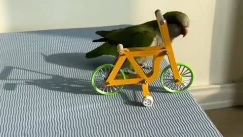 This is unbelievable 😲😲😲 A Parrot is paddling a Bycycle , This😄😄😄is Awesome