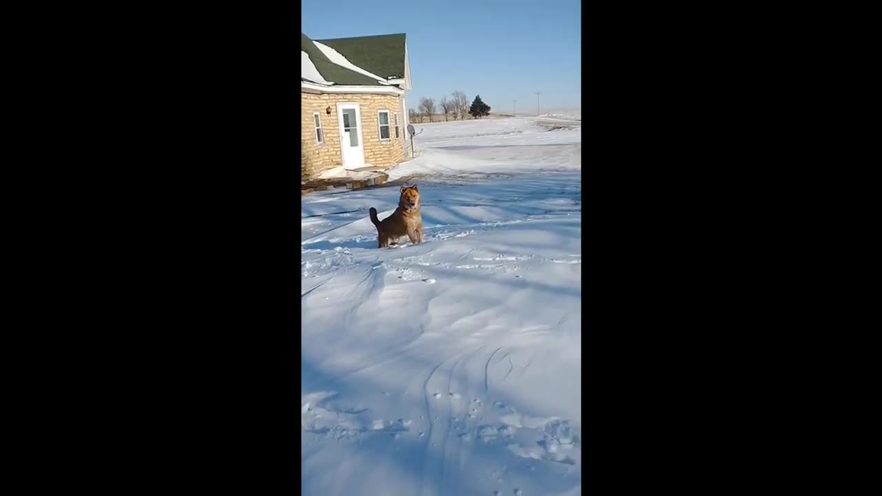 Sometimes you just have to run through the snow.