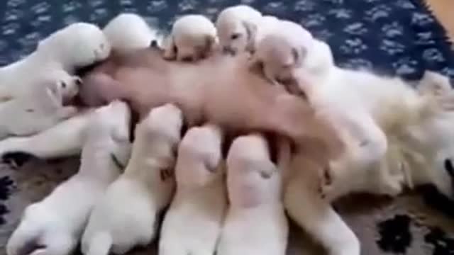 Cute Puppies feeding on their mother's milk - cute right?