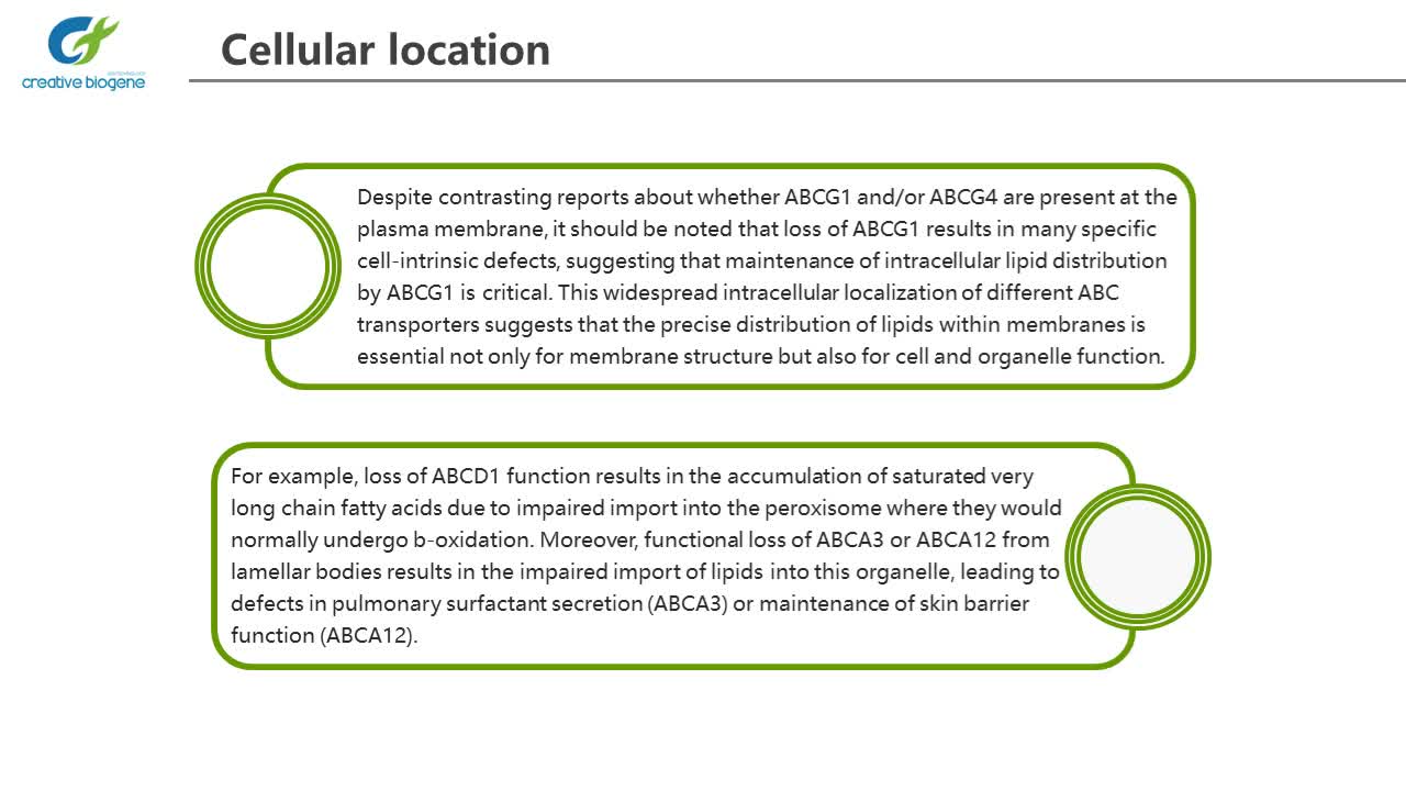 ABC transporters