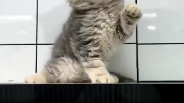 funny cat