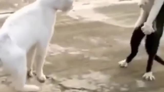 Funny cats are about to fight 😜
