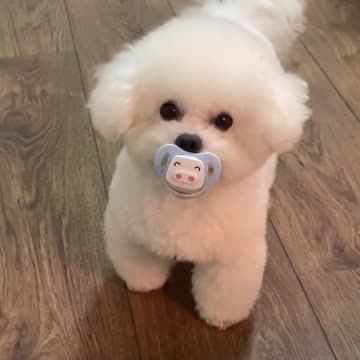 CUTE PUPPIE,LOVELY,FUNNY,BEAUTIFUL DOG,