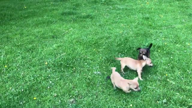 A moment of orchard calm comes to be chaotic from puppies to lambs