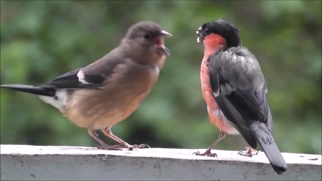 Beautiful songbirds