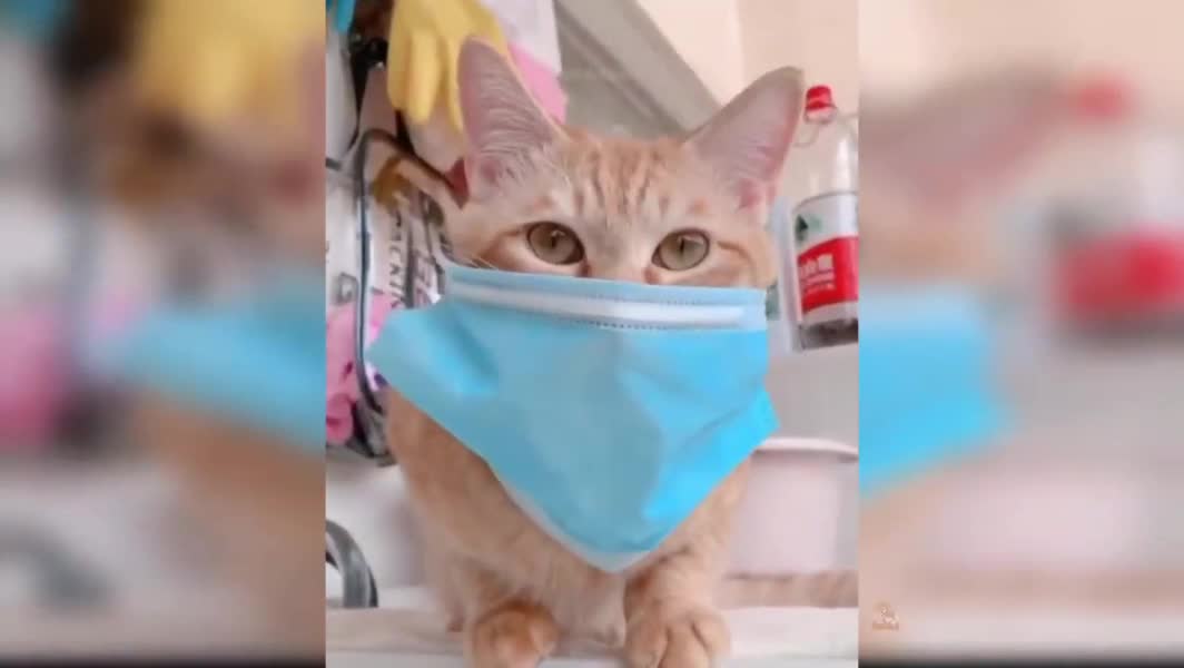 Intelligent Cat put on the mask.