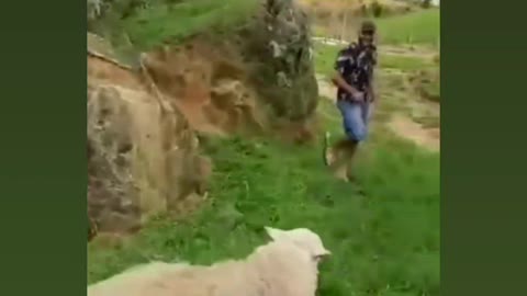 Sheep trying to hit flexible man|Funny sheep video