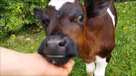 THIS CUTE COWS BABIES ARE LIVING