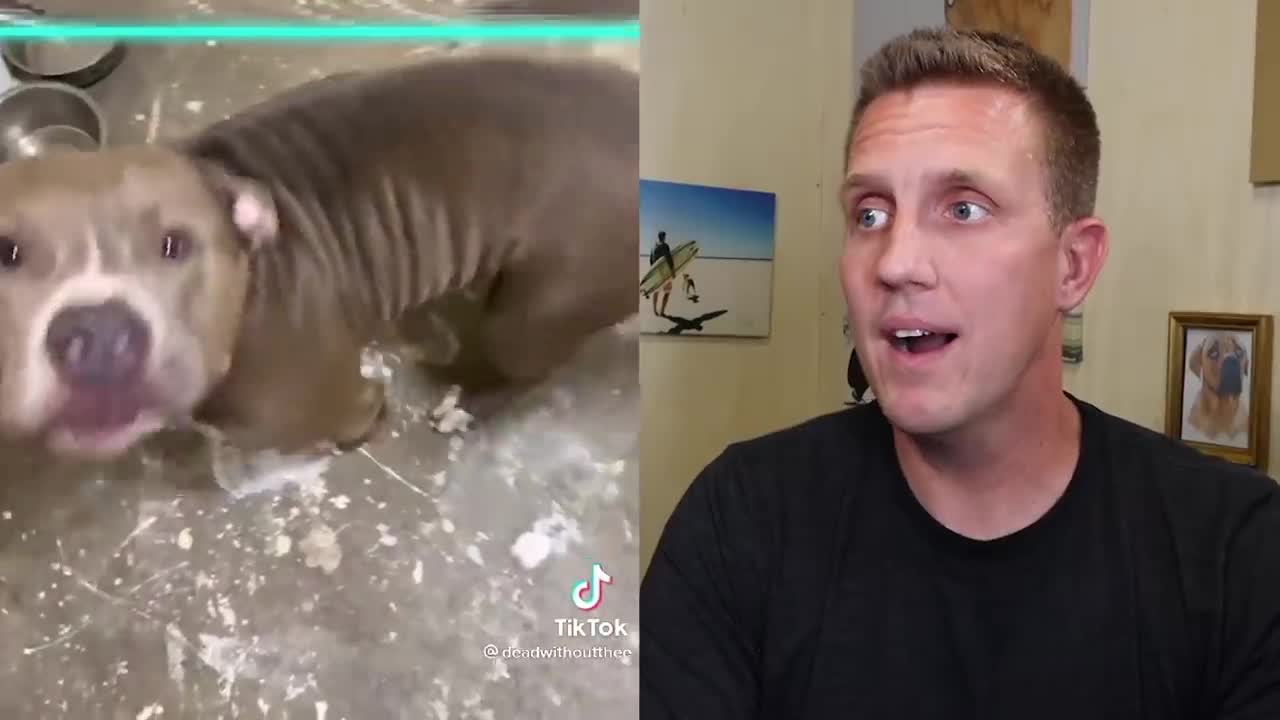 Cute TikTok Pets Will Make Your Day 10,000 Times Better!