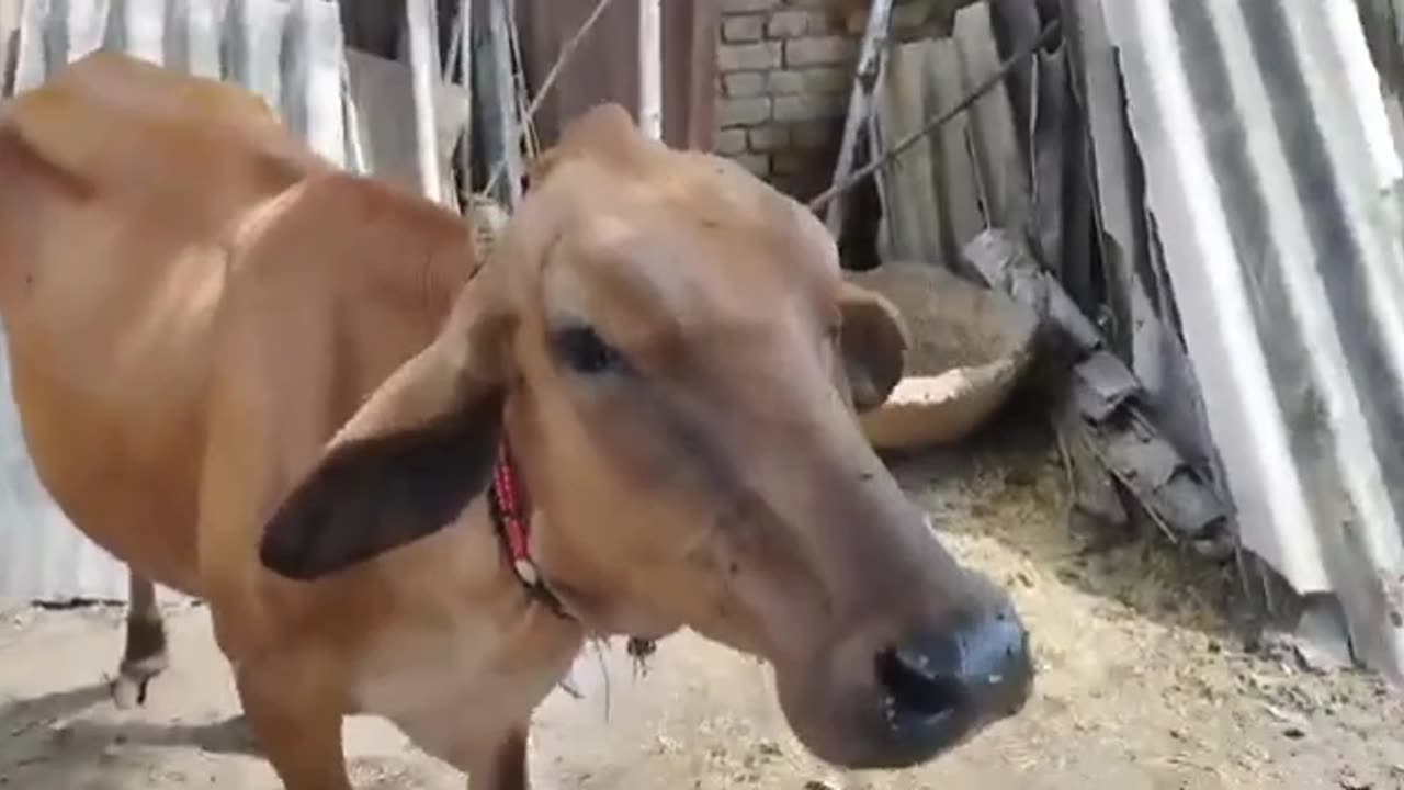 Watch the heartwarming moment of a baby cow enjoying a delightful