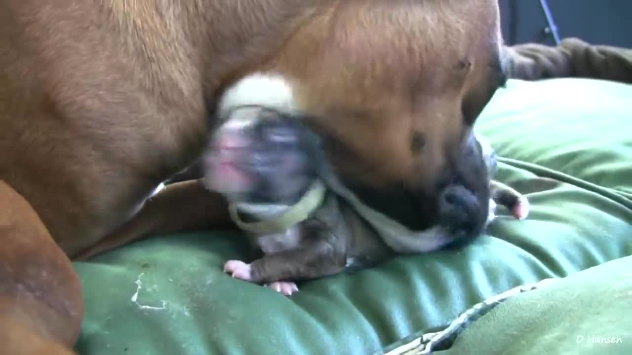 beautiful dog giving birth